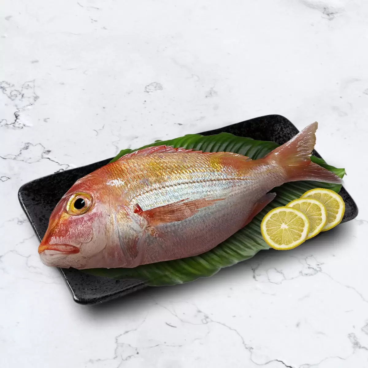 黃背牙鯛 (赤宗)