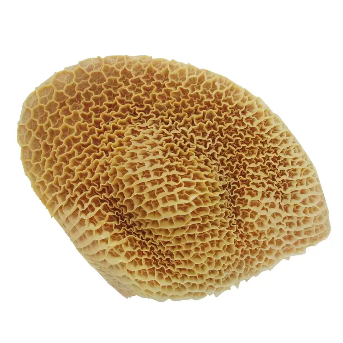 澳洲冷凍牛肚