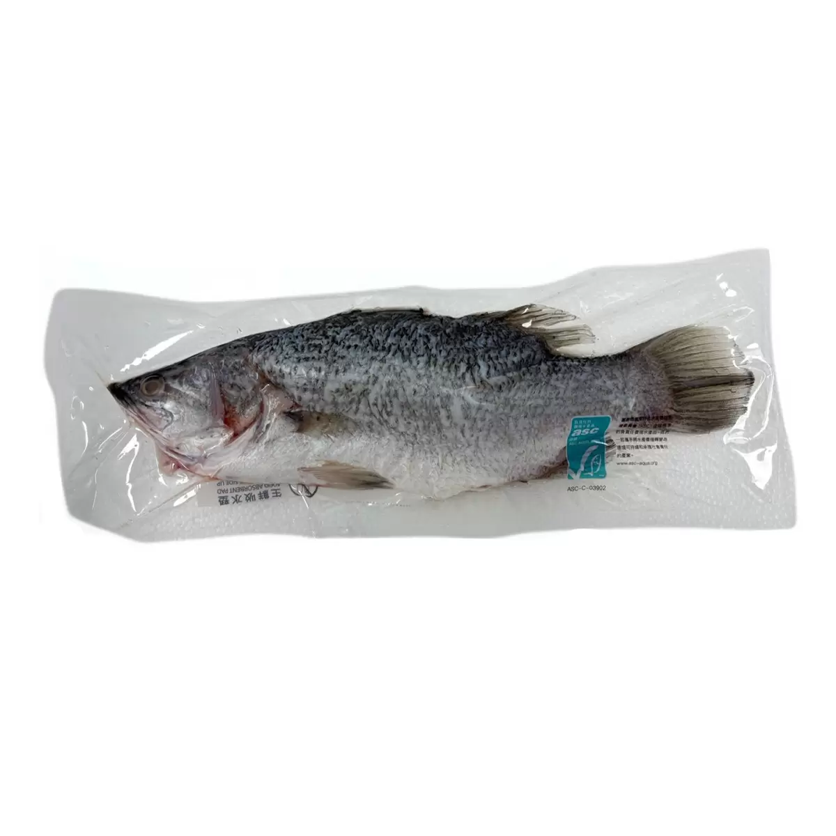 ASC 金目鱸魚 - 1