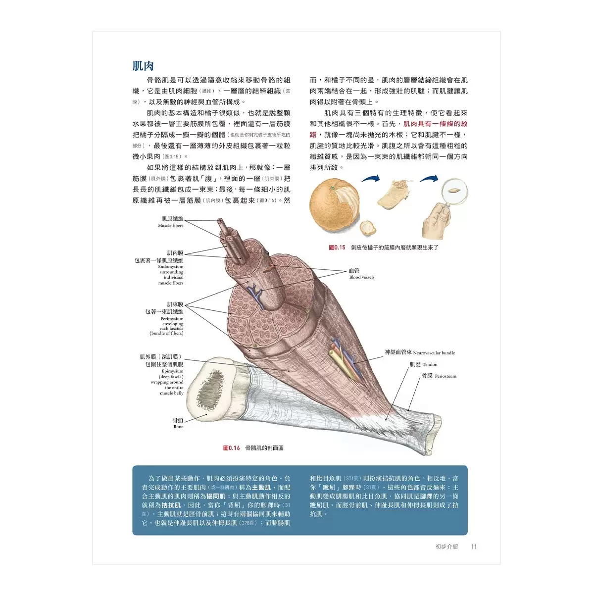 人體解剖全書