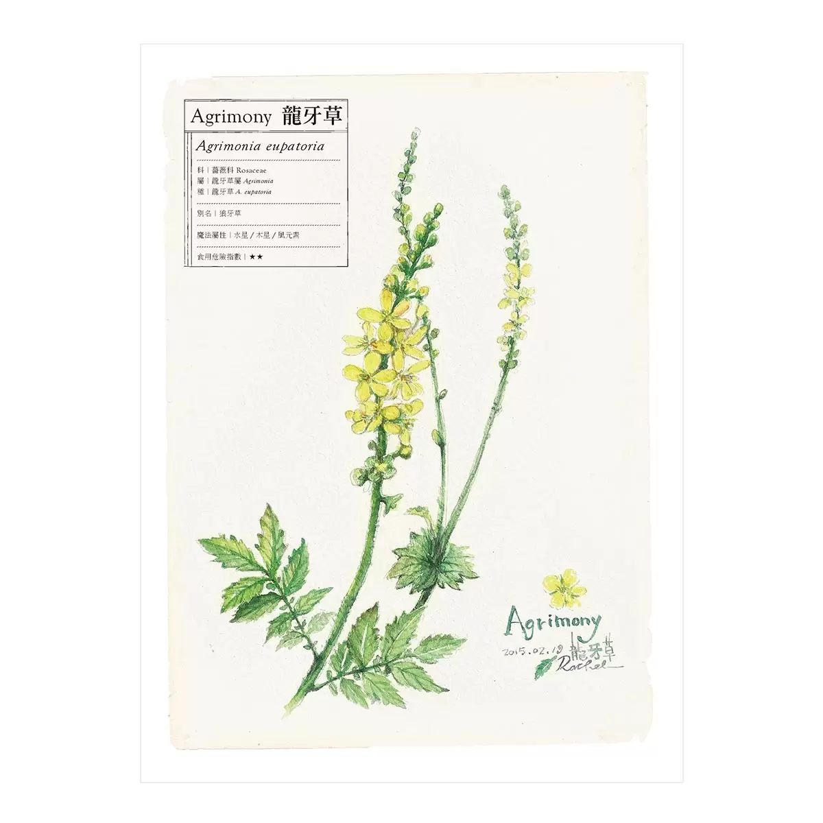 100種藥草療癒全書