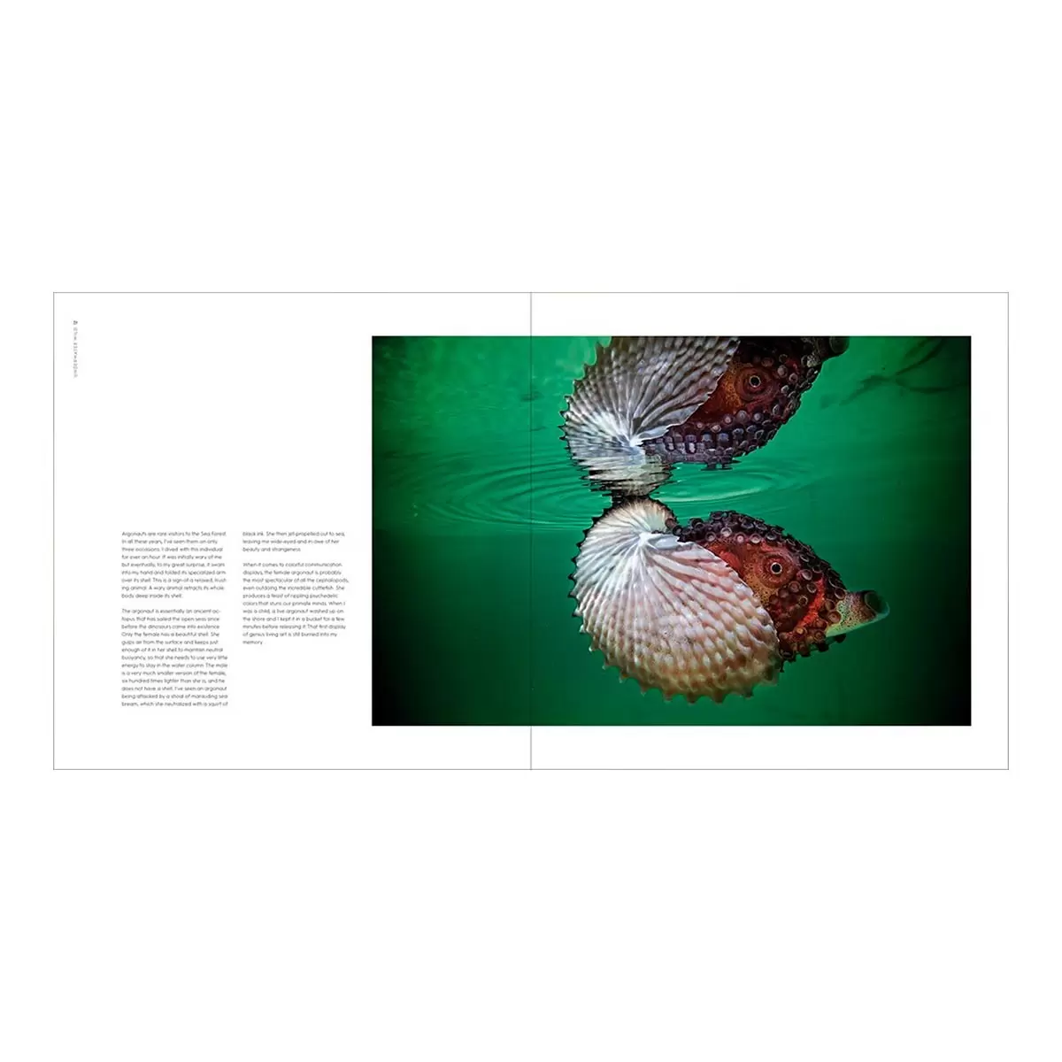 Underwater Wild: My Octopus Teacher's Extraordinary World 外文書