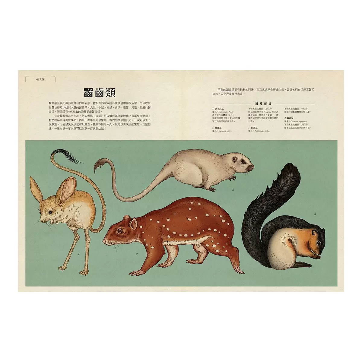 動物博物館