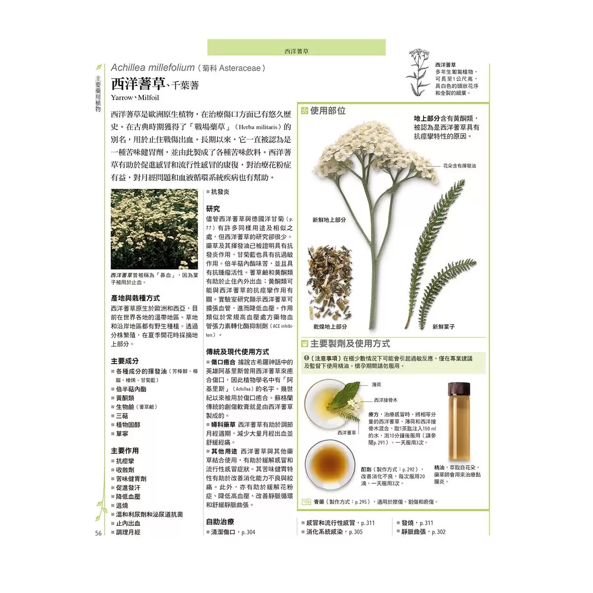 西洋藥草百科