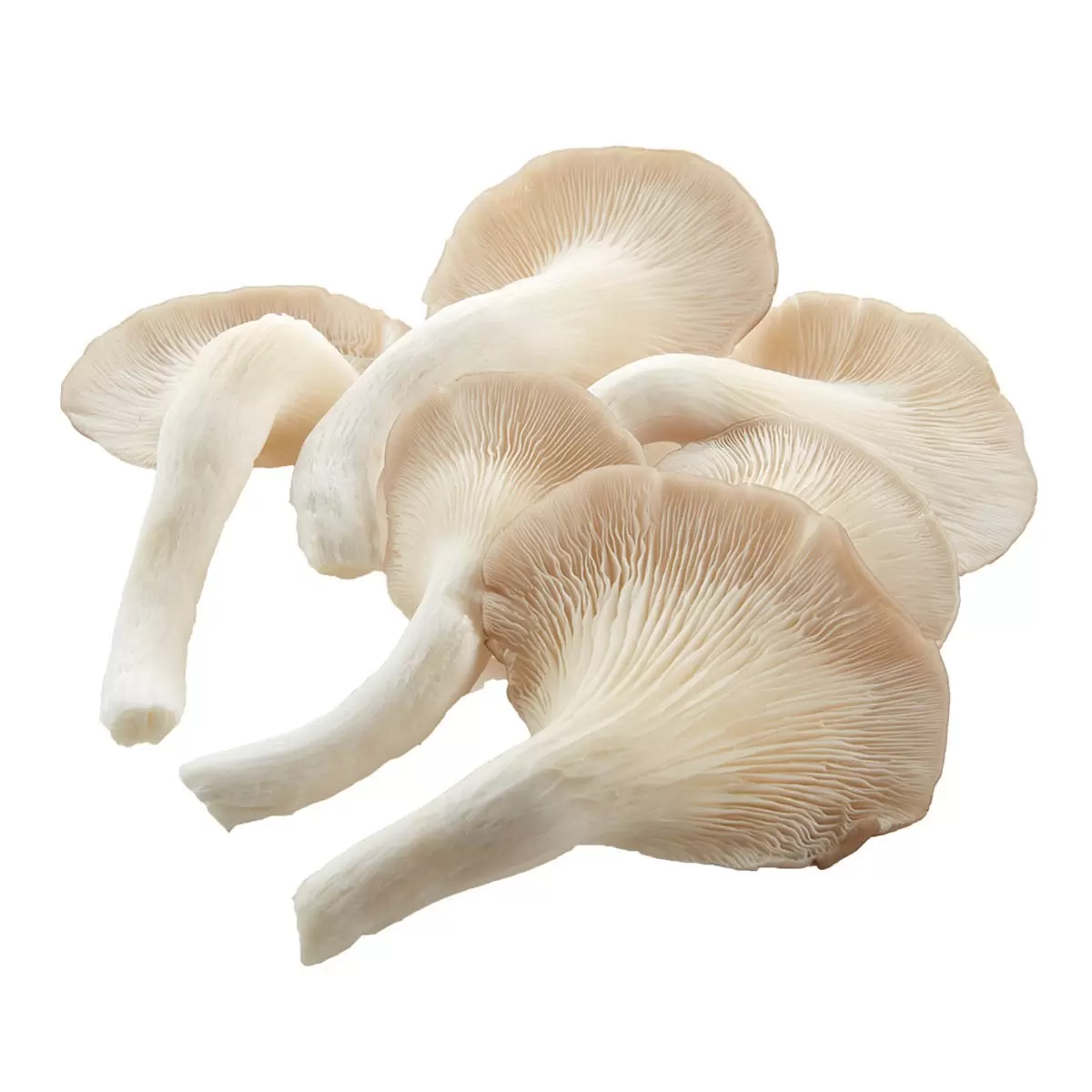 秀珍菇 500公克 - 1