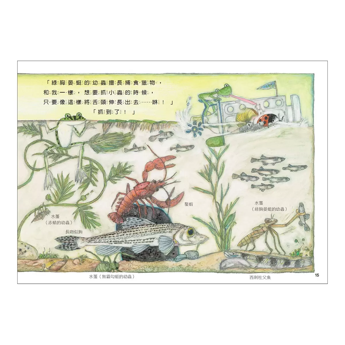 松岡達英雨蛙生態旅行團(共3冊):池塘+空中+地下 - 5