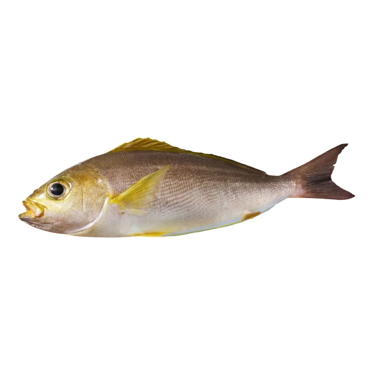 三線磯鱸