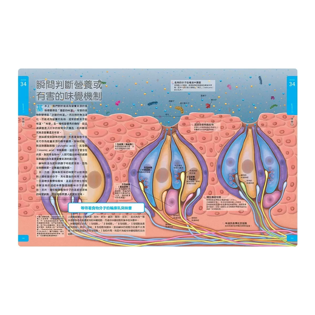 人體大圖鑑: 伽利略科學大圖鑑 5