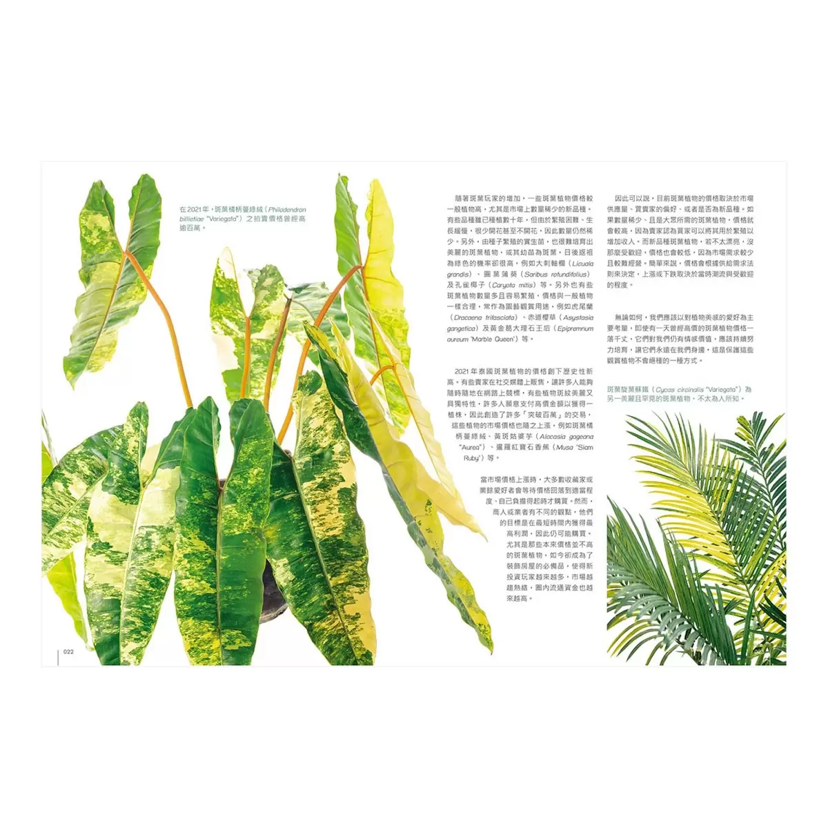 斑葉植物圖鑑：600種葉色斑斕、外型奇特的綠植栽培指南
