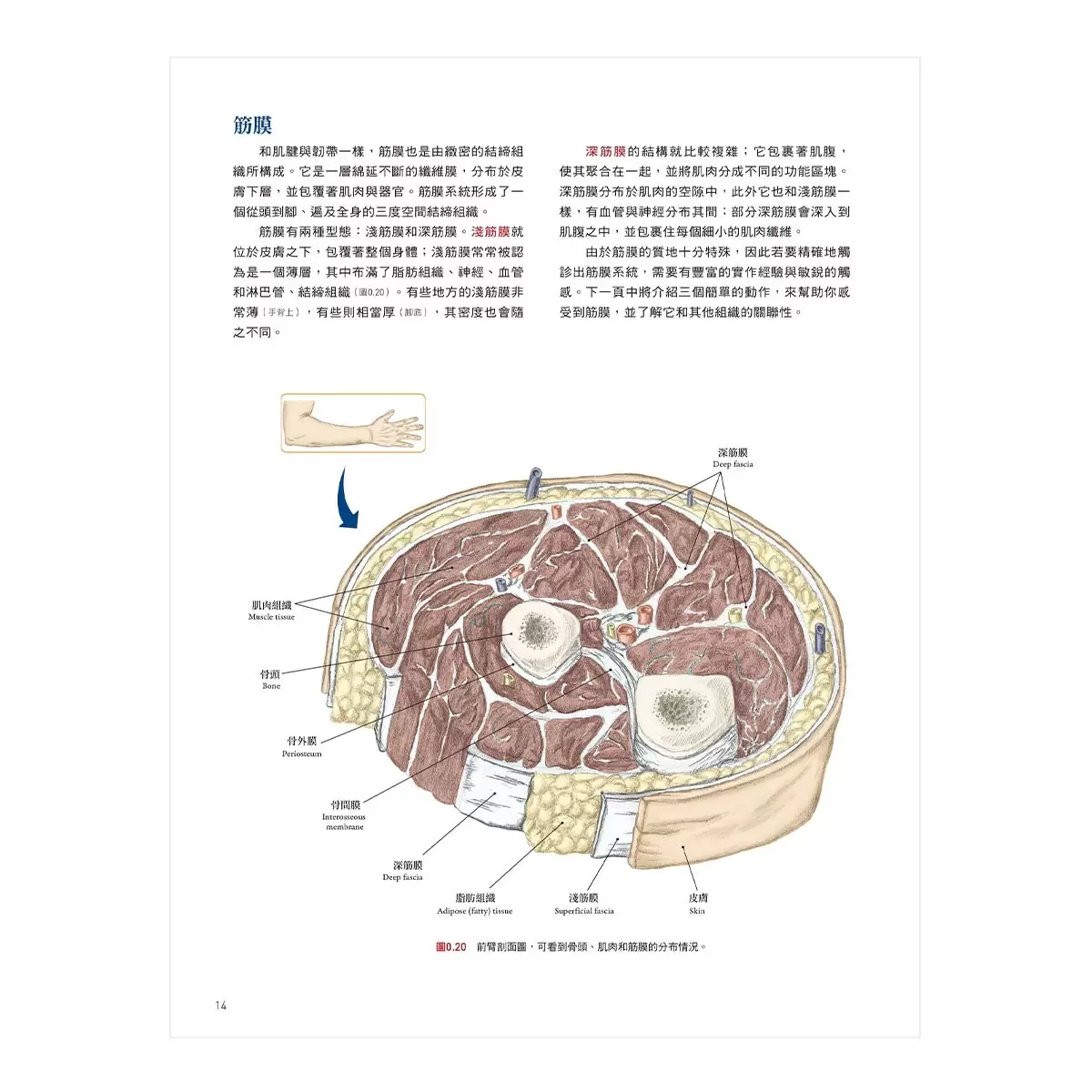 人體解剖全書