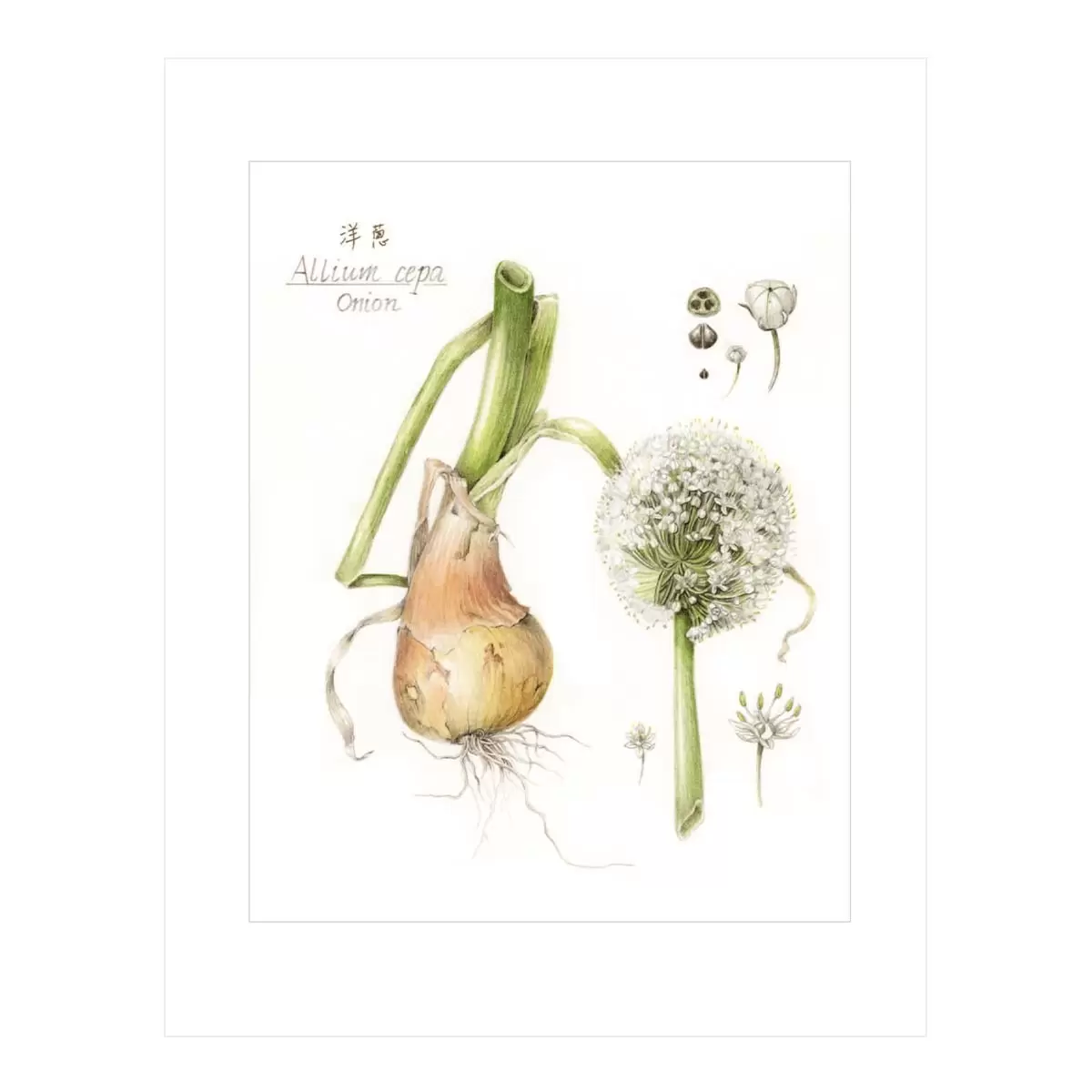 植物畫的基礎 : 美國植物畫女王一步一步教你畫葉子花朵果實及更多