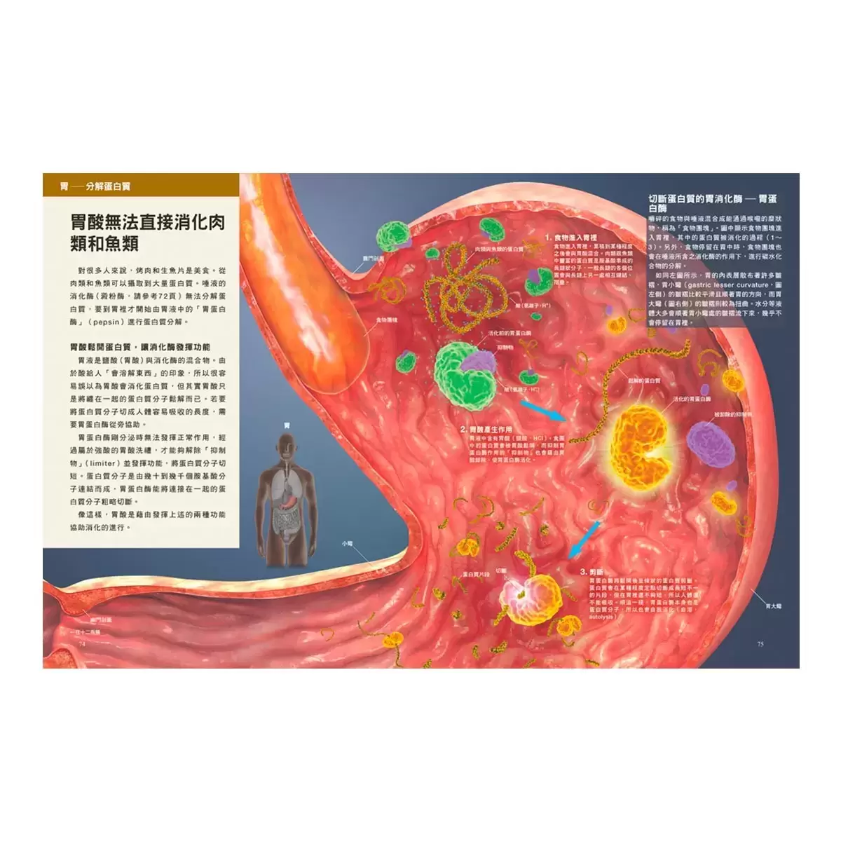 身體的科學知識+身體的檢查數值+飲食與營養科學百科+死亡是什麼 (四冊合售)