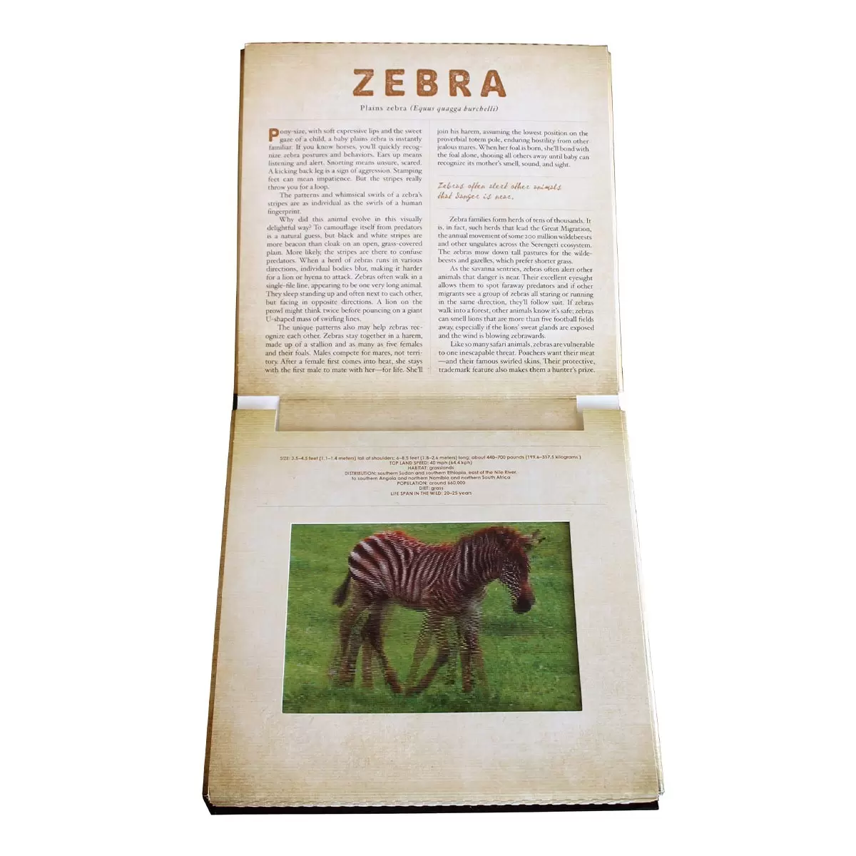 A Photicular Book 外文書 Safari