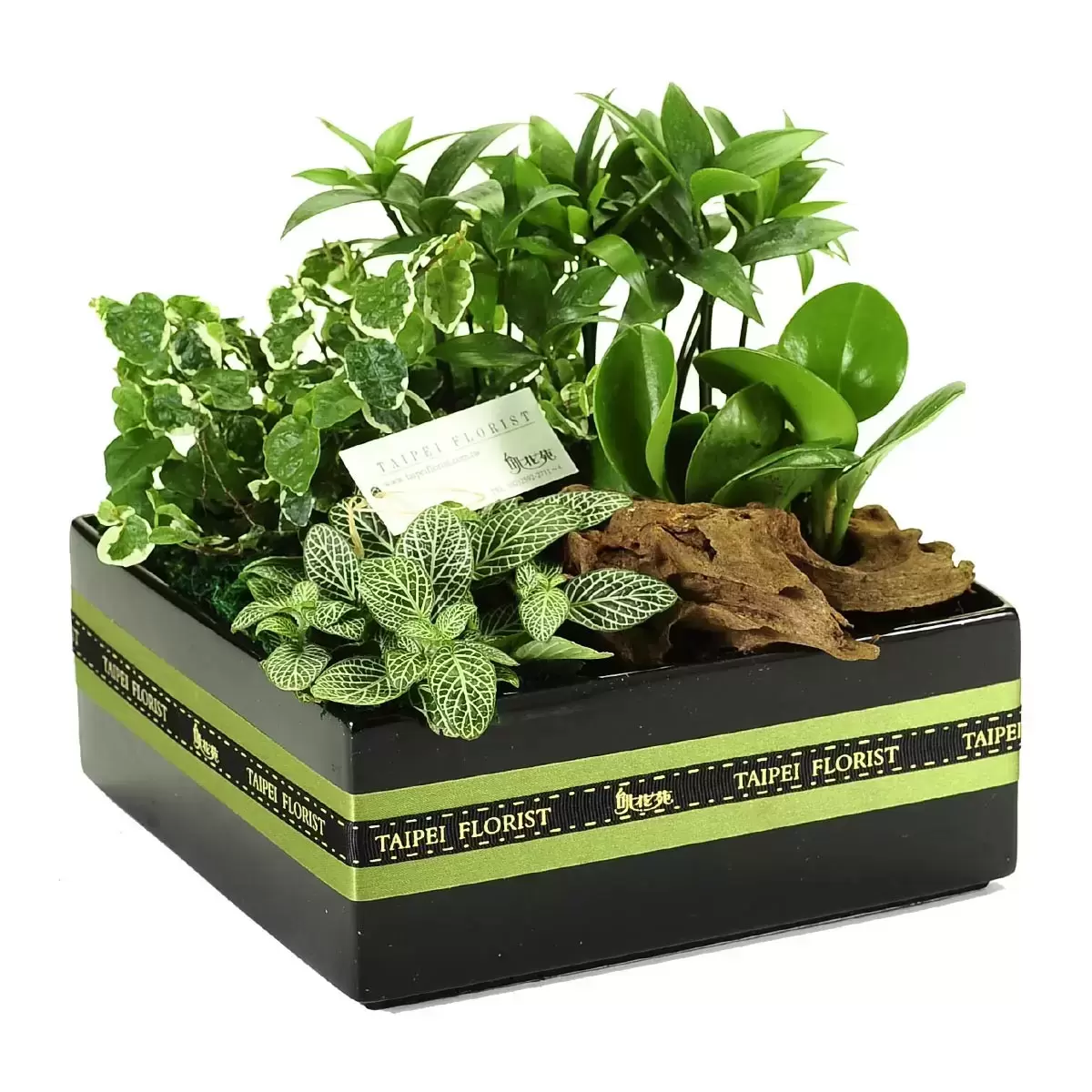 台北花苑 綠意盎然方型植物盒