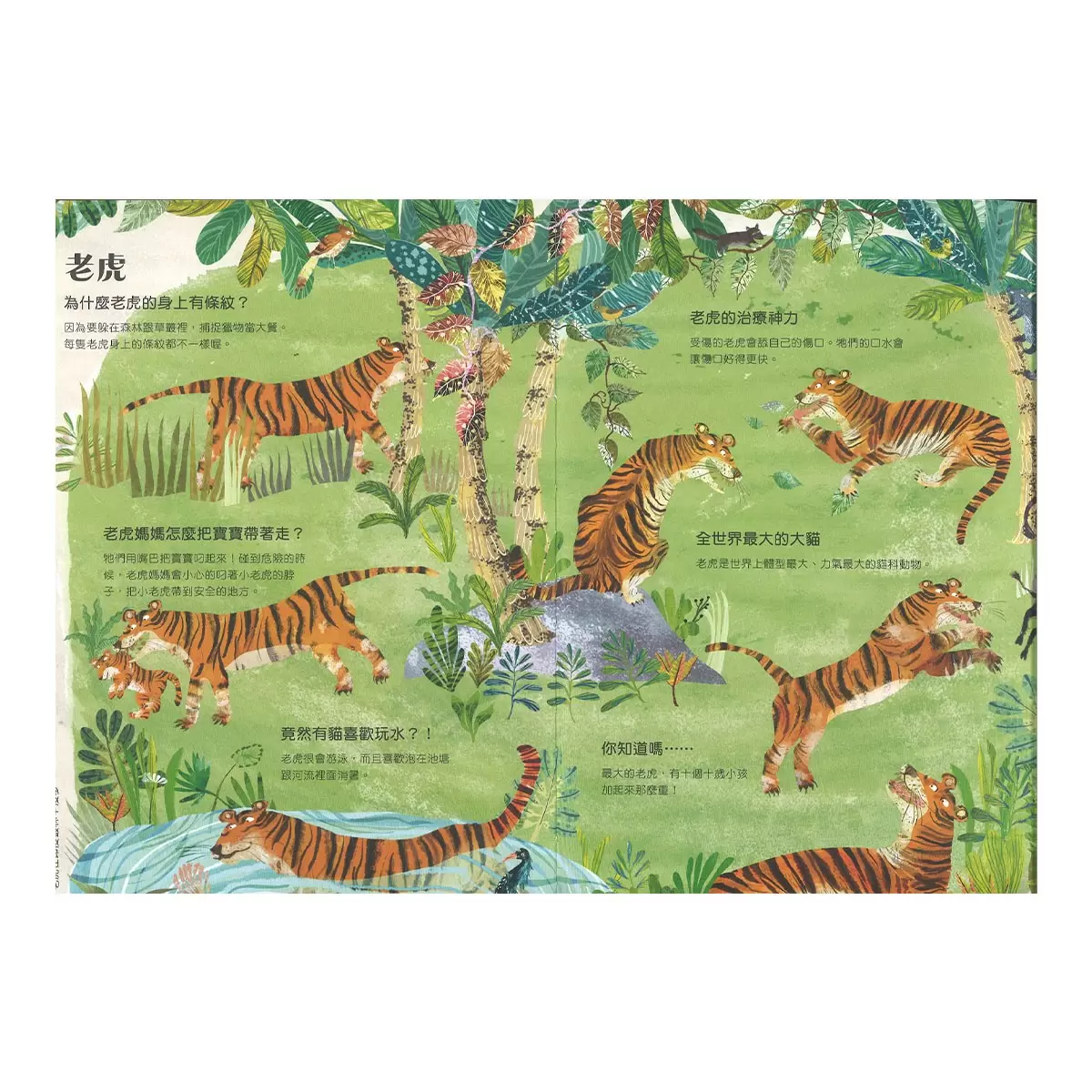 野獸大書 BEASTS(二版) +蟲蟲大書BUGS+海洋大書BLUE+野鳥大書BIRDS(四本合售)
