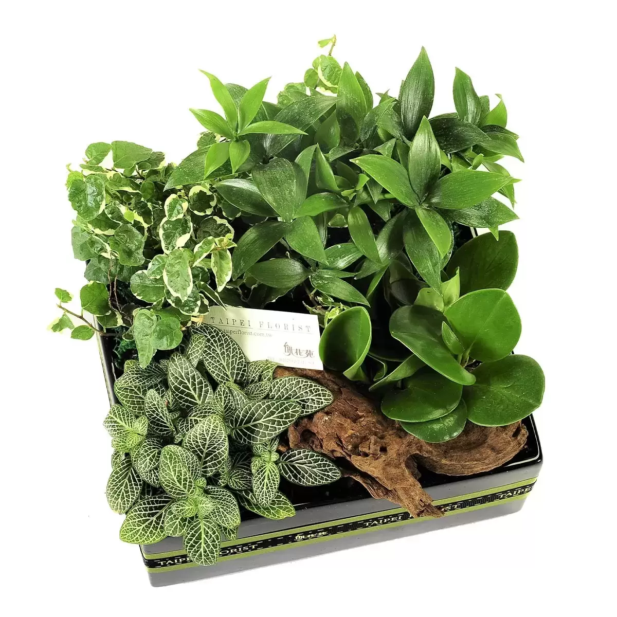 台北花苑 綠意盎然方型植物盒