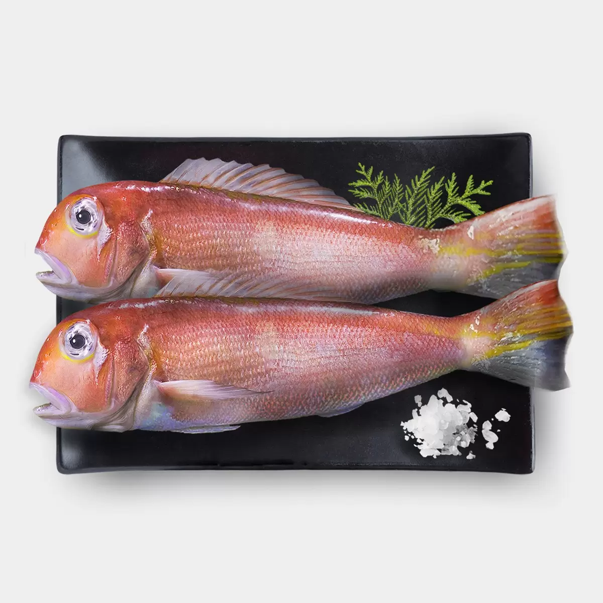 紅馬頭魚 2尾/盒