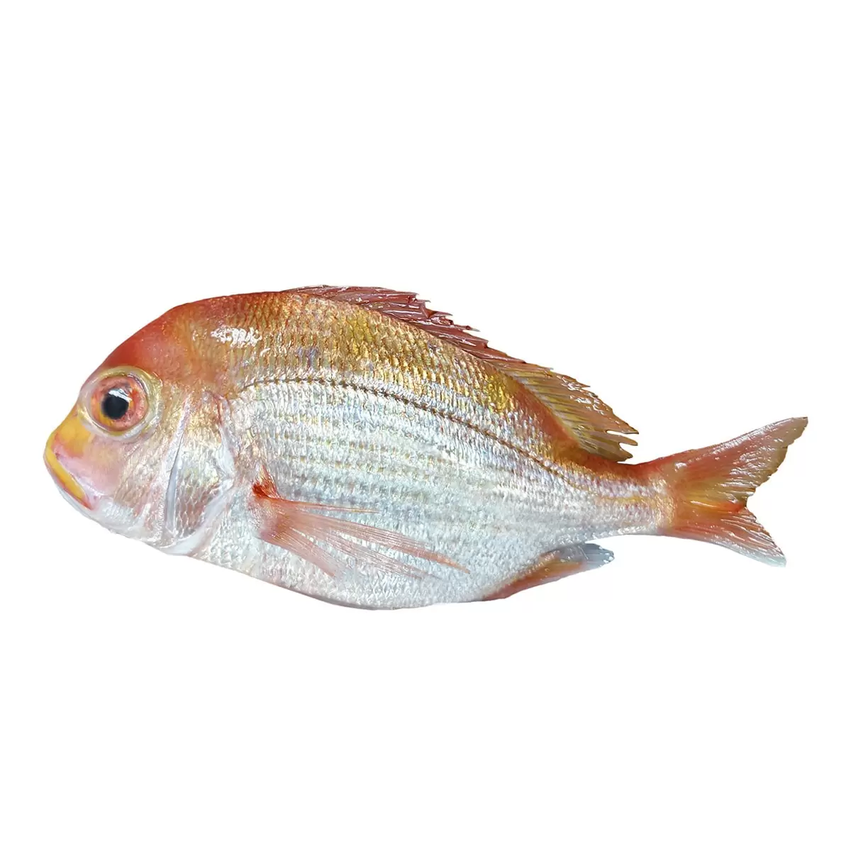 黃背牙鯛 (赤宗)