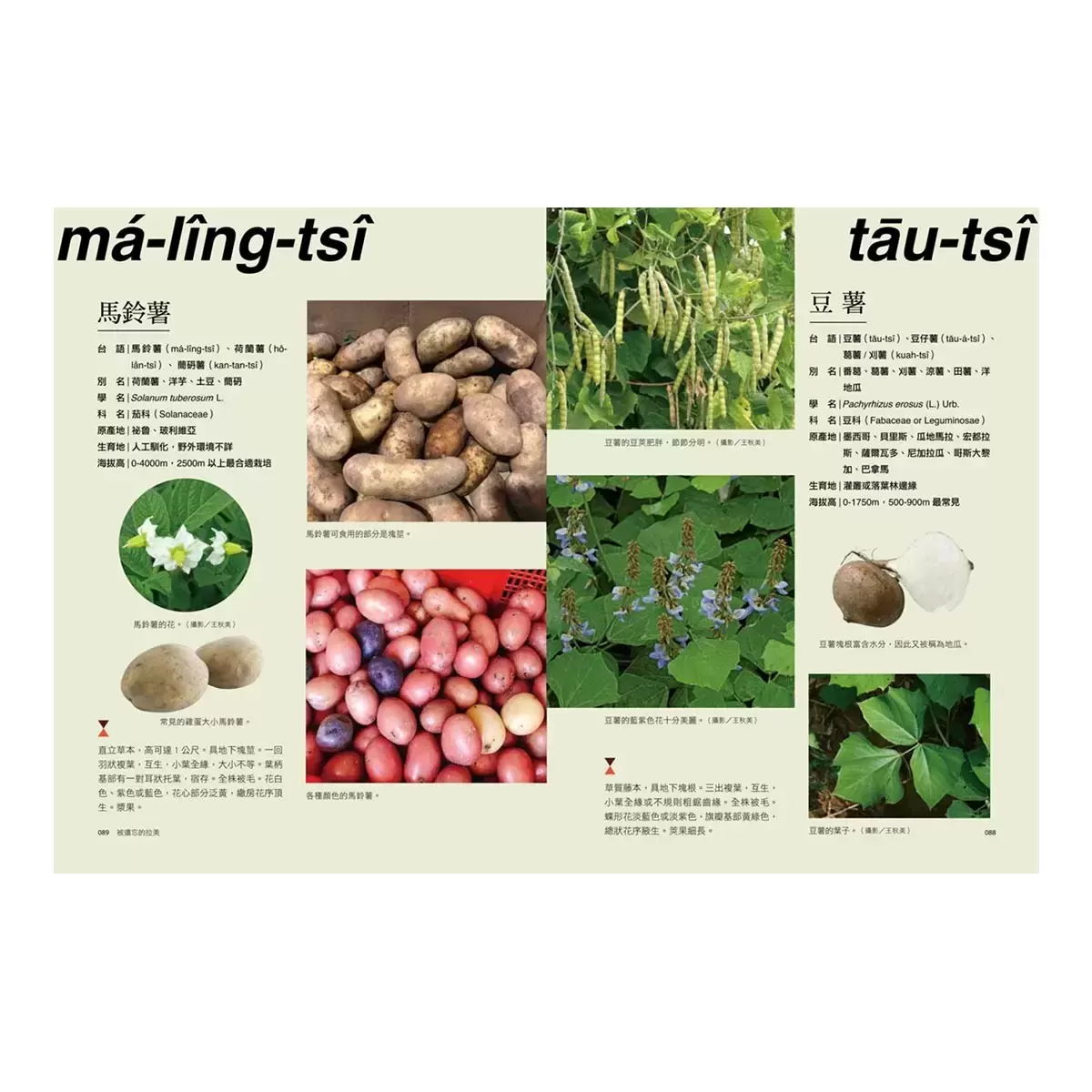 被遺忘的拉美─福爾摩沙懷舊植物誌