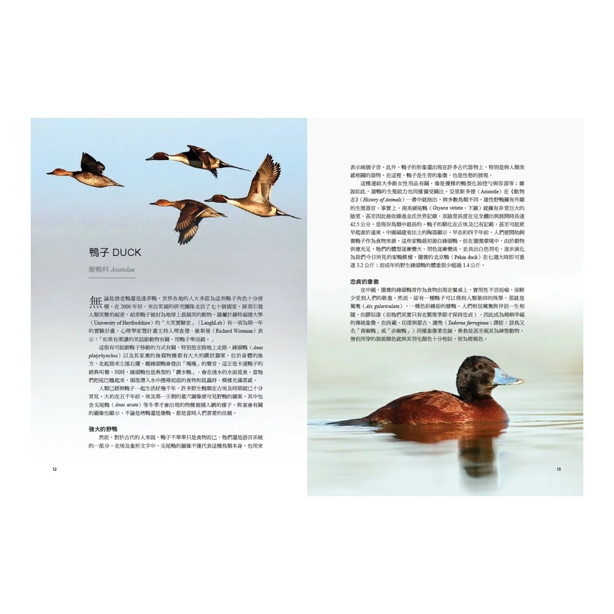 鳥類傳說：從羽翼到寓意，鳥的神話、象徵、生態奧祕與人類千年想像 - 3