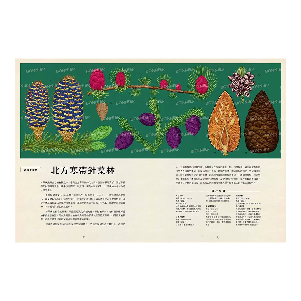 樹木博物館【台灣獨家封面版】