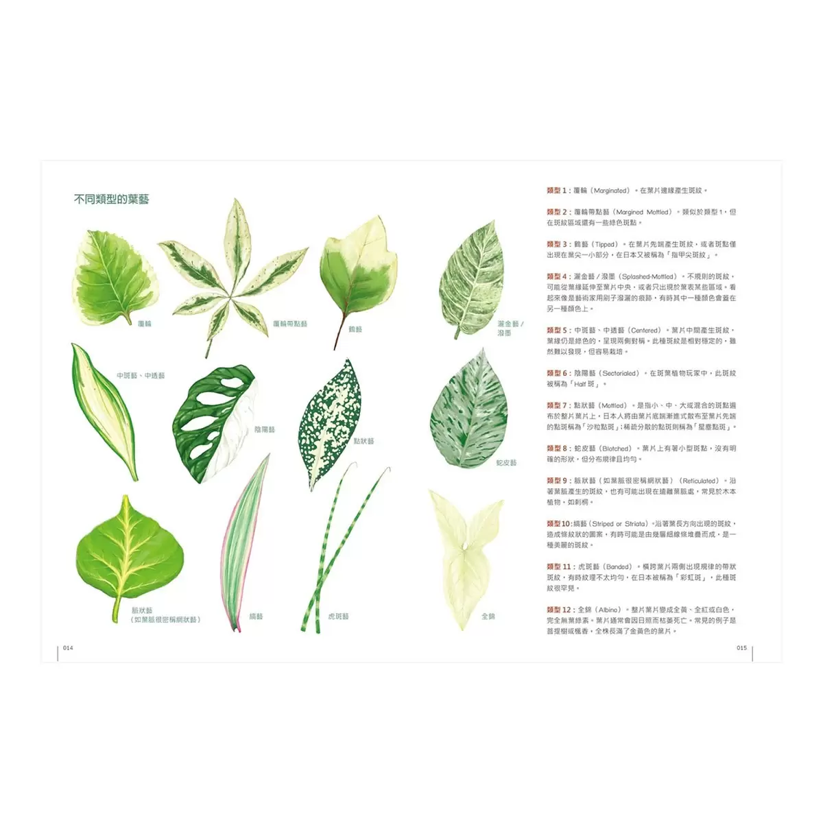 斑葉植物圖鑑：600種葉色斑斕、外型奇特的綠植栽培指南