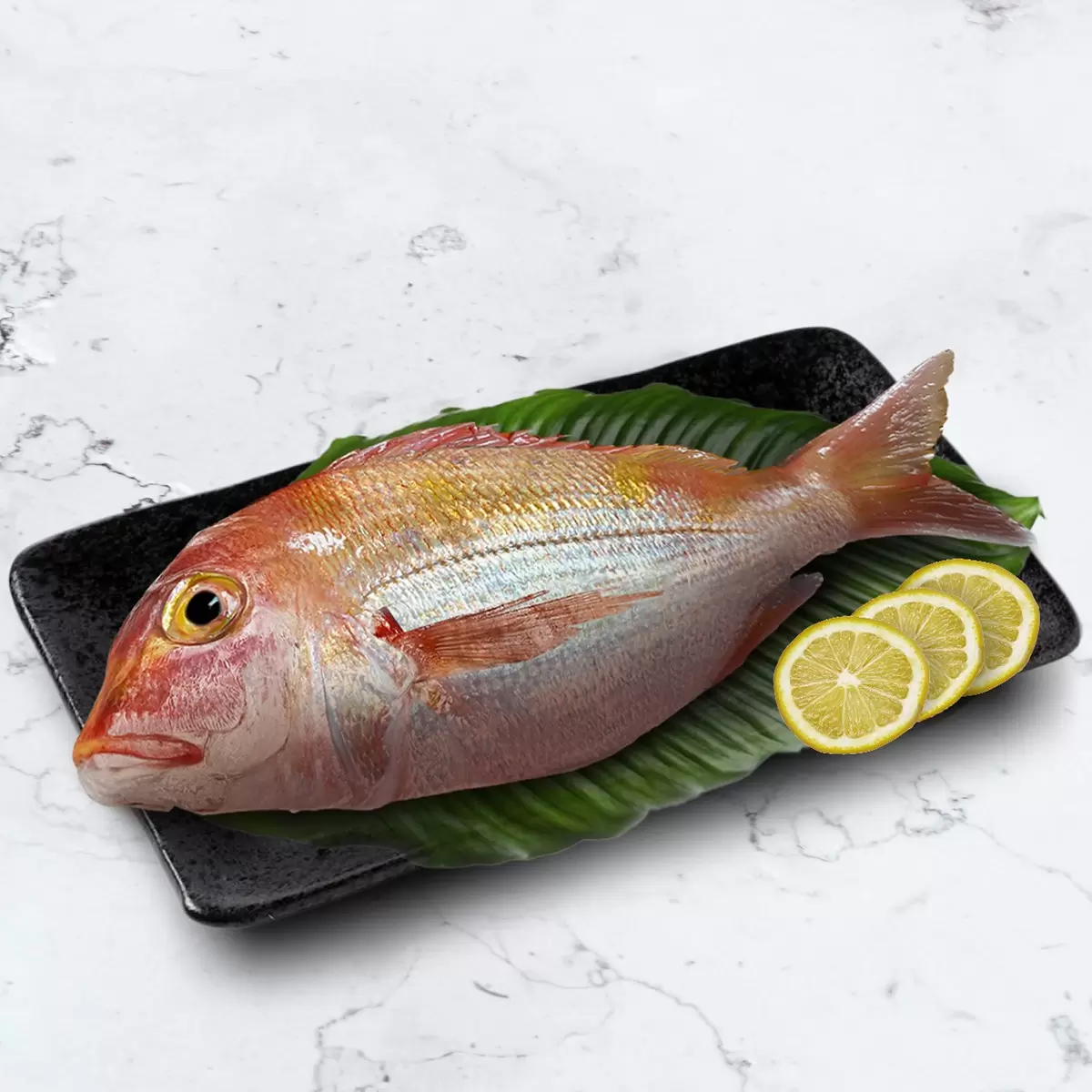 野生黃背牙鯛(赤鯮)