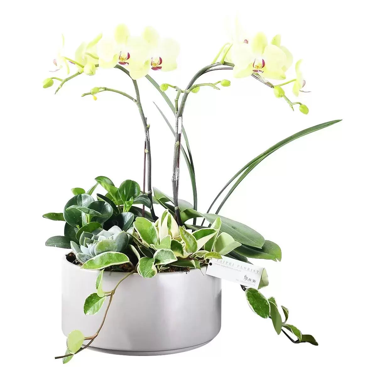 台北花苑簡約清水模蘭花組盆