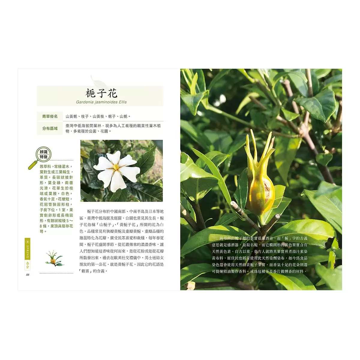 臺灣四季青草誌2：126種在地保健青草實用指南×16道季節養生料理，解鎖路邊雜草的神奇妙用