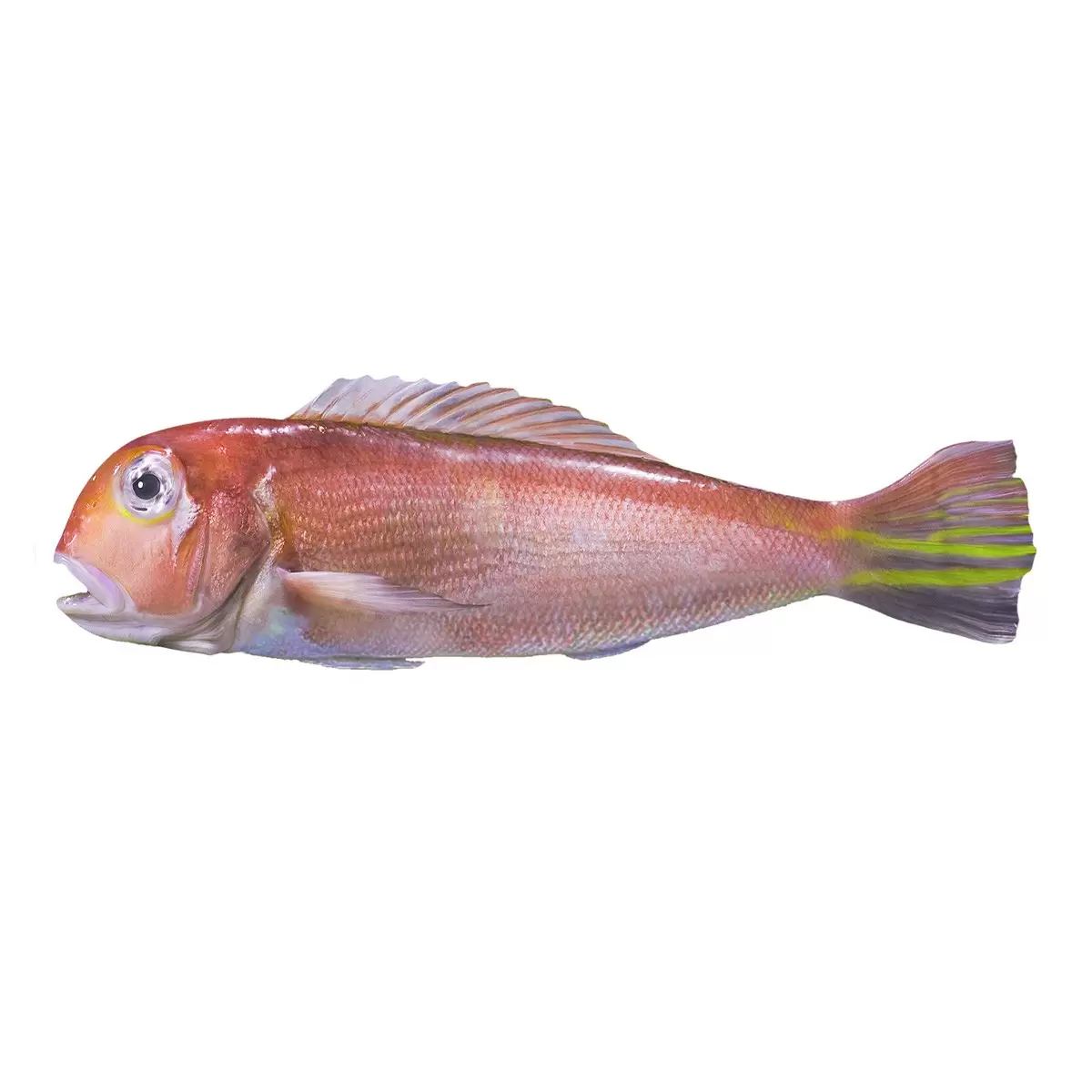 紅馬頭魚 2尾/盒