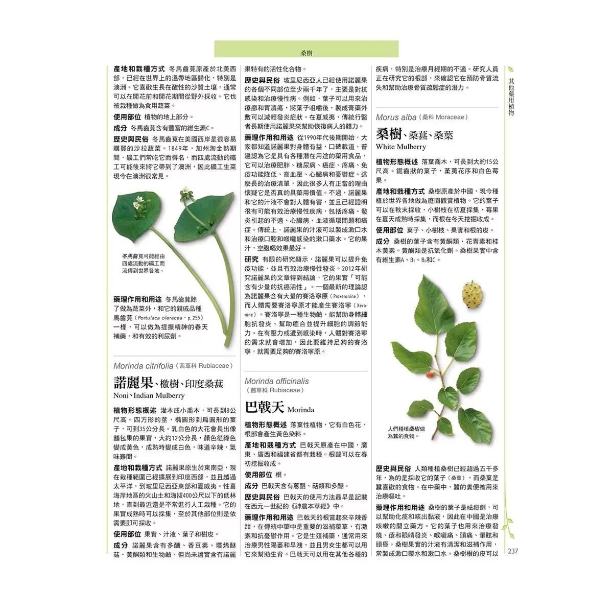 西洋藥草百科