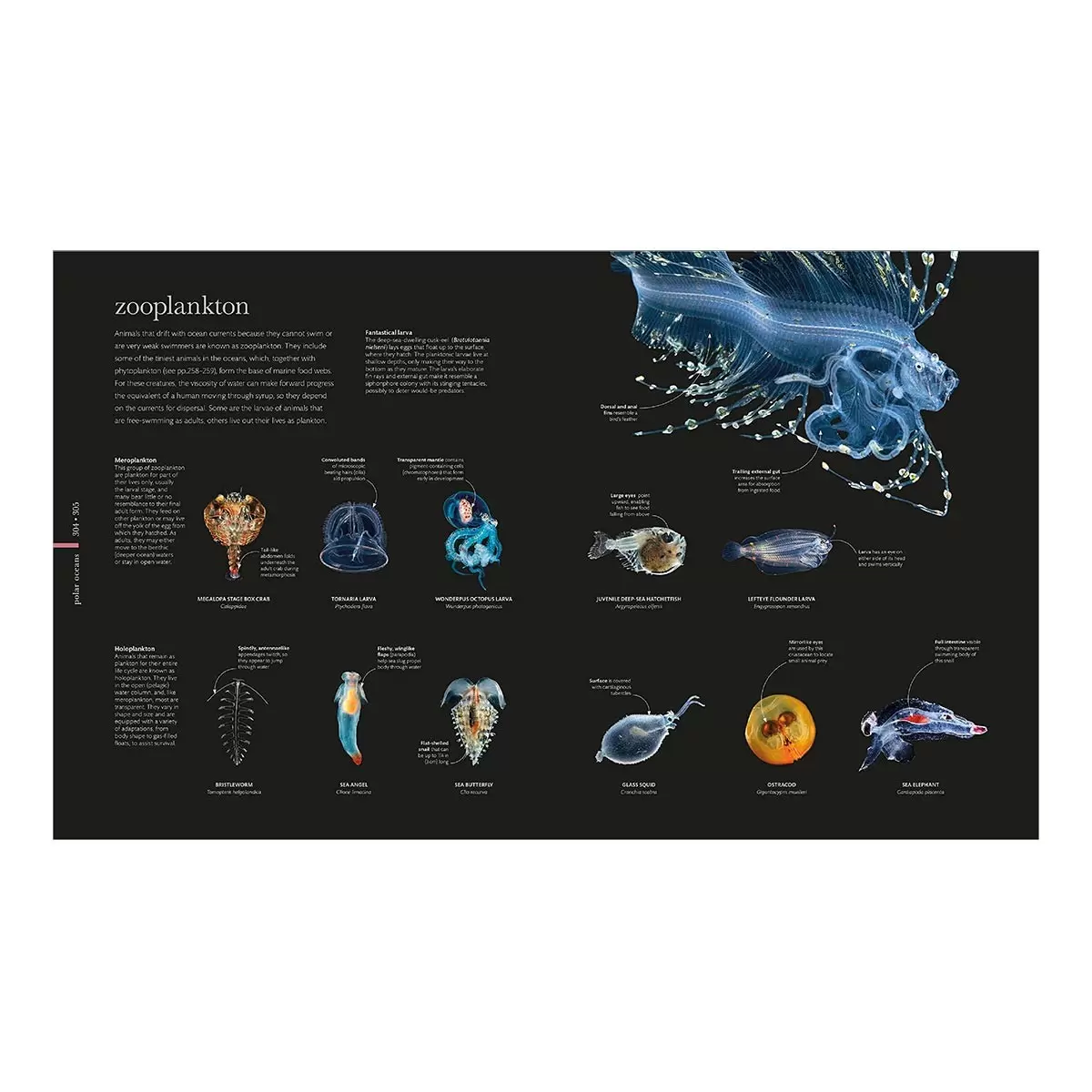 DK Oceanology 外文書