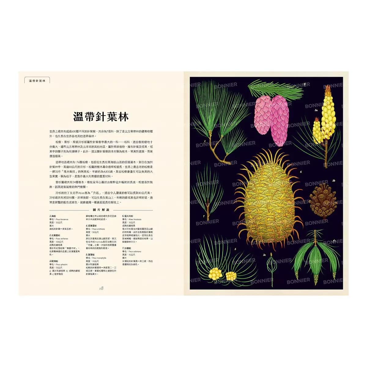 樹木博物館【台灣獨家封面版】