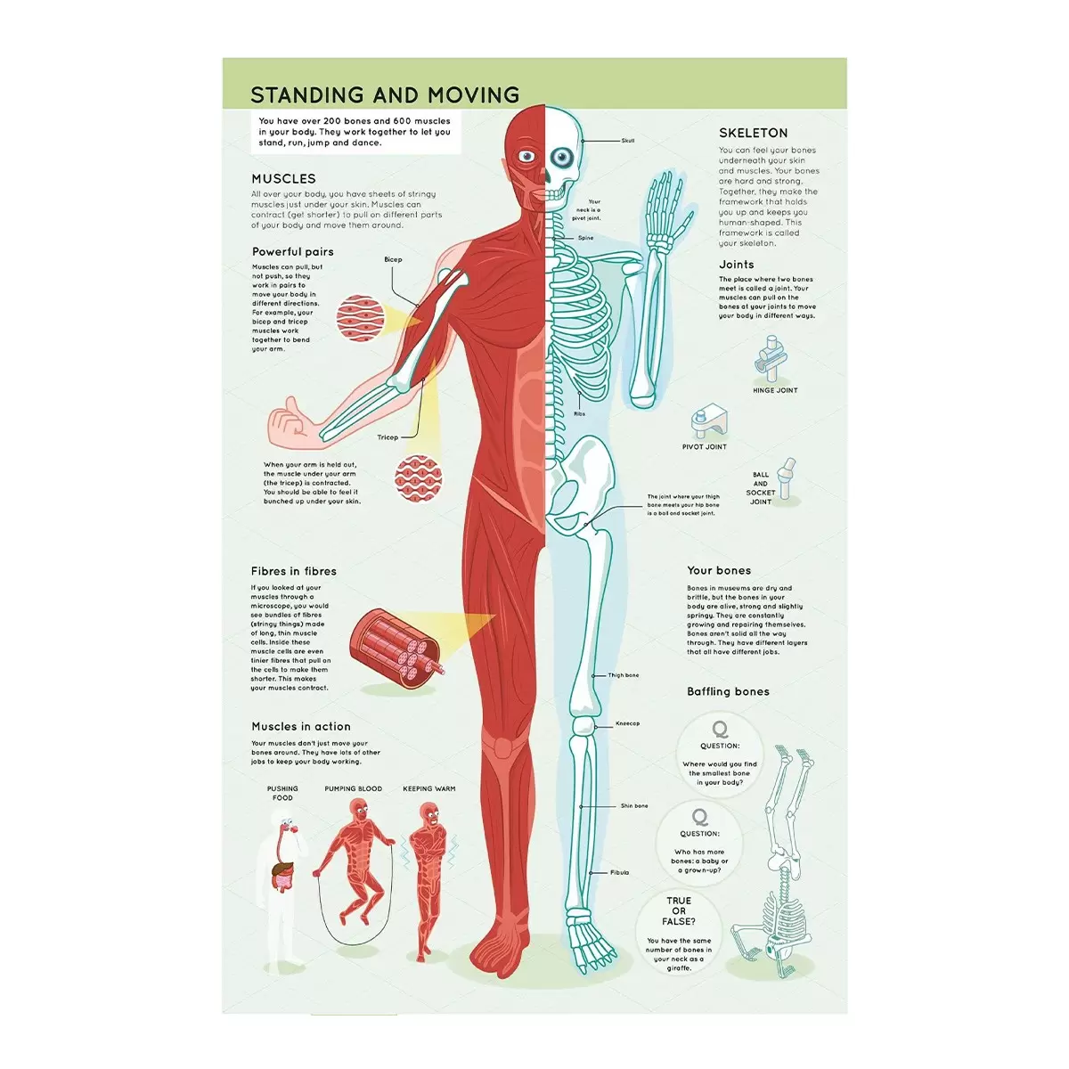 Discovery Flap Book Assortment 外文翻翻書 Human Body
