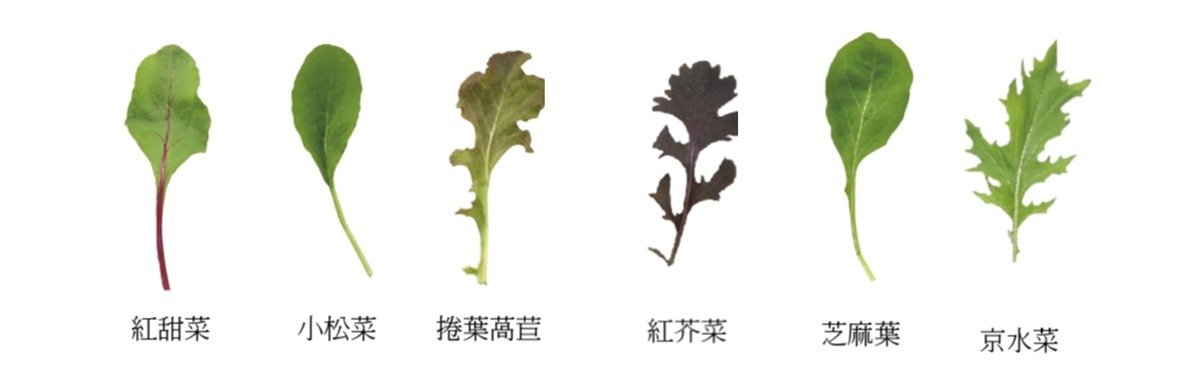 有機貝比生菜,內含:紅甜菜,小松菜,捲葉萵苣,紅芥菜,芝麻葉,京水菜.