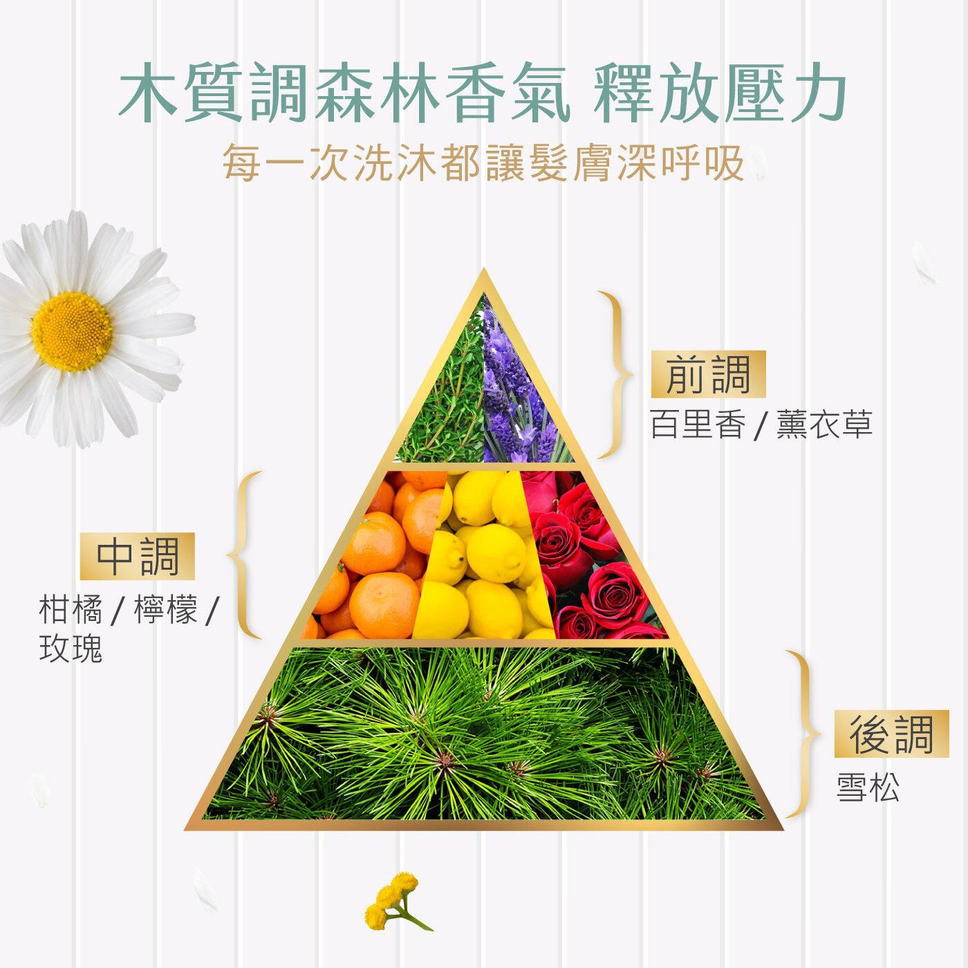 森歐黎漾 植研萃淨平衡洗髮露 大容量胖胖瓶 木質調森林香氣釋放壓力，每次洗沐都讓髮膚深呼吸