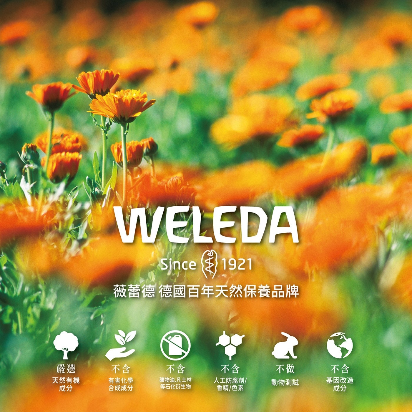 Weleda 天然金盞花兒童潔牙膠 50毫升 X 6入嚴選天然有機成分不含有害化學合成成分礦物油凡士林人工防腐劑香精色素不做動物實驗不含基因改造成分