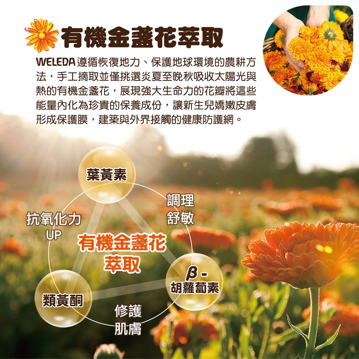 Weleda 金盞花寶貝洗髮沐浴乳 200毫升 X 3入有機金盞花萃取遵循恢復地力保護地球的農耕方式手工摘取僅挑選炎夏至晚秋吸收太陽光與熱的有機金盞花