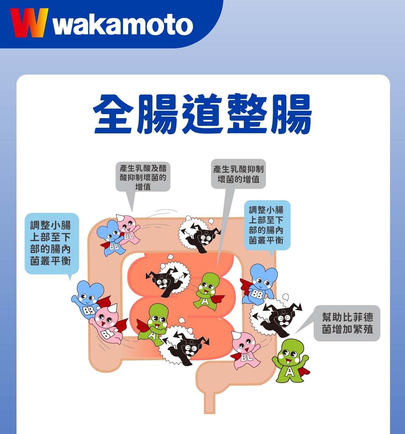 Wwakamoto全腸道整腸產生乳酸及醋酸抑制壞菌的增值產生乳酸抑制壞菌的增值調整小腸上部至下BL部的腸BB菌叢平衡部的腸內幫助比菲德菌增加繁殖