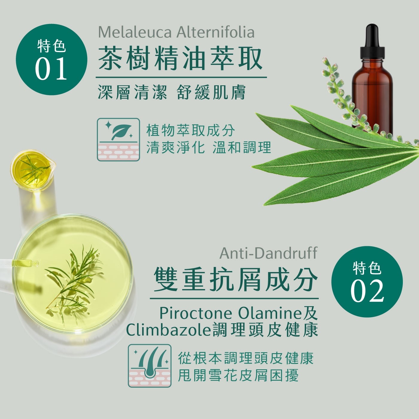 森歐黎漾 植研萃淨平衡茶樹抗屑洗髮露 1200毫升，頭皮屑、油性頭皮適用，茶樹精油添加，淨化頭皮，甘草酸衍生物與蜂王漿，舒緩不適。
