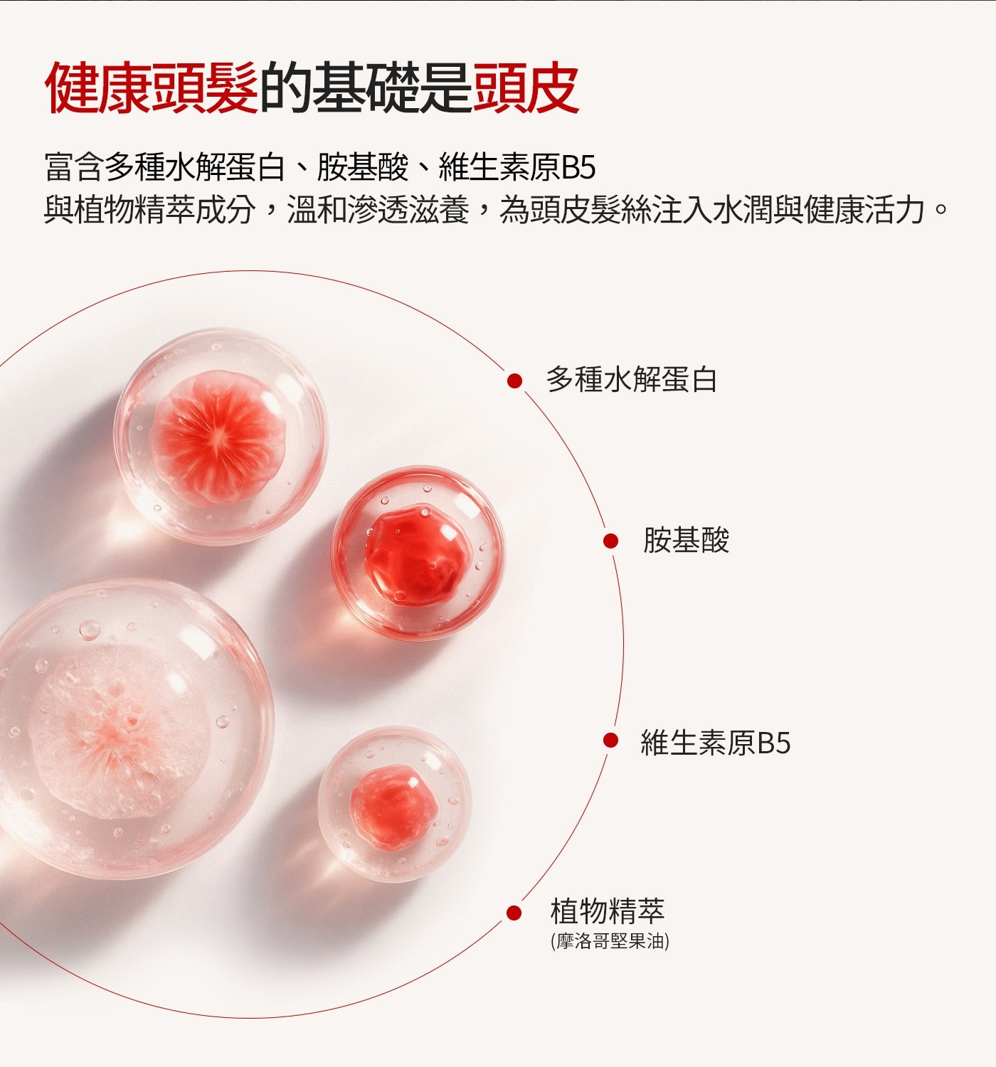 Elastine山茶花奢華柔順蛋白修護洗髮精• 富含微小蛋白、胺基酸