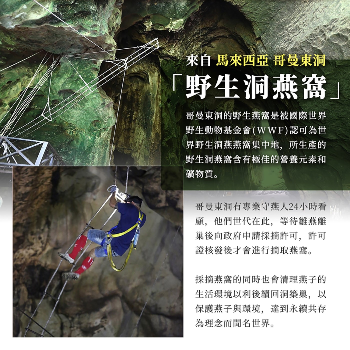 余仁生洞燕窩禮盒組 150公克 X 2瓶 (含瓷湯匙) 一瓶可吃一個星期，天天燕窩滋養俏麗