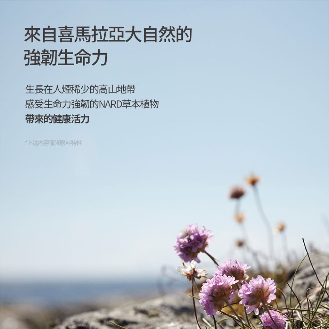 NARD 草本修護洗髮精薰衣草．低分子水解蛋白緊緊鎖住髮絲活力