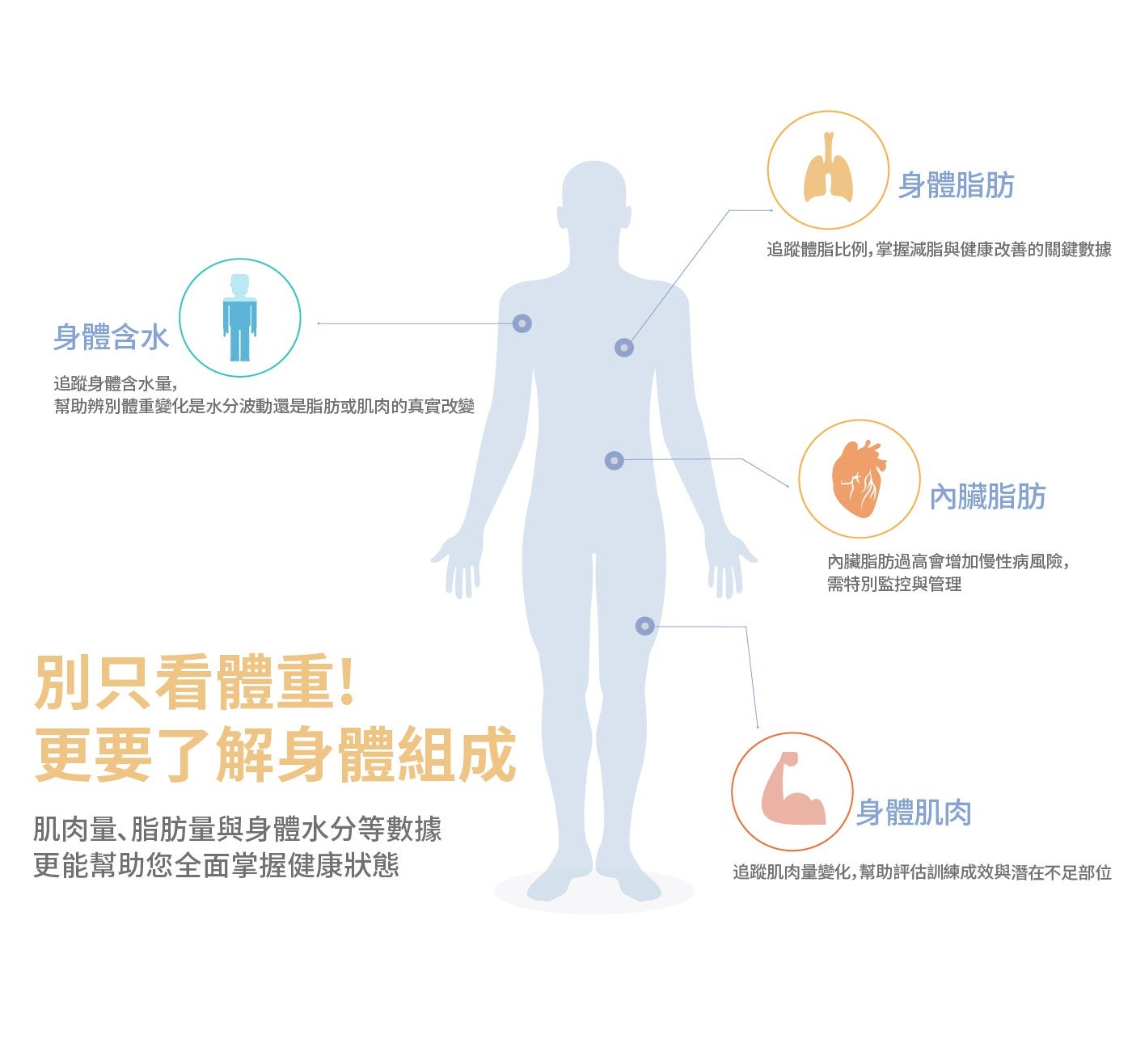 身體含水 追蹤身體含水量, 幫助辨別體重變化是水分波動還是脂肪或肌肉的真實改變 別只看體重!