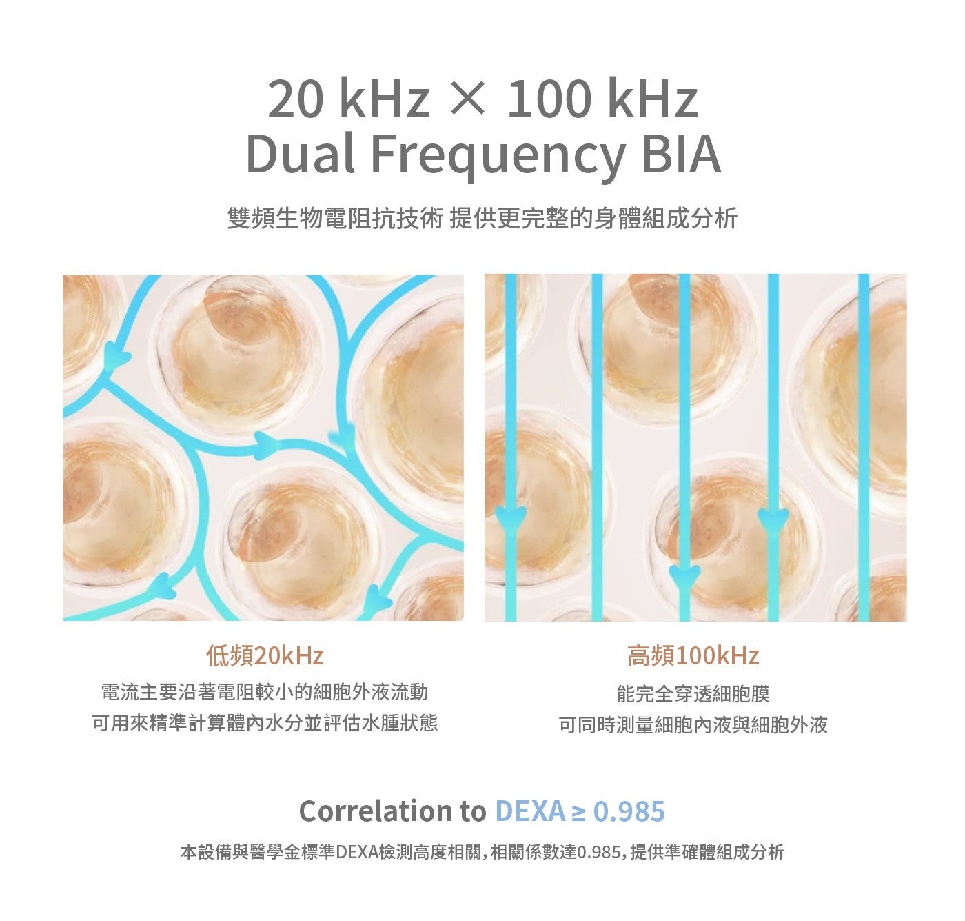 kHz Dual Frequency BIA 雙頻生物電阻抗技術提供更完整的身體組成分析 低頻 20kHz 高頻 100kHz 電流主要沿著電阻較小的細胞外液流動 可用來精準計算體內水分並評估水腫狀態...