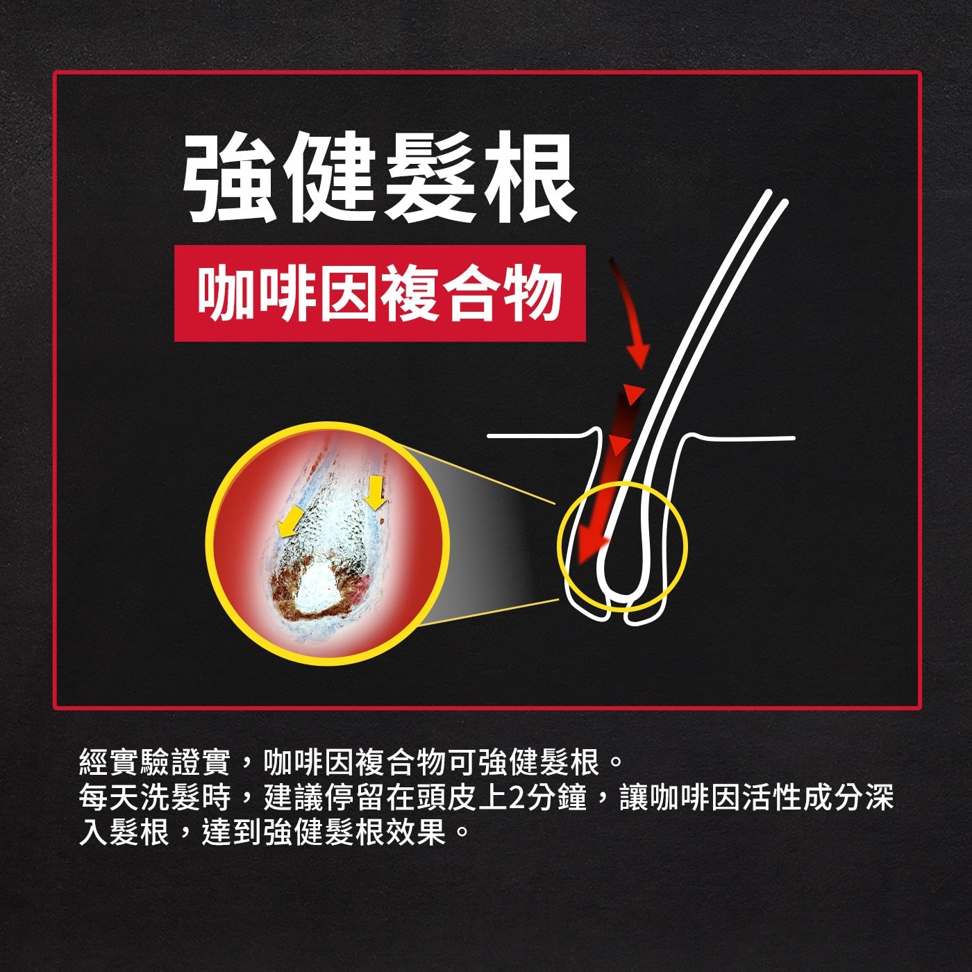 經實驗證實,咖啡因複合物可強健髮根。每天洗髮時,建議停留在頭皮上2分鐘,讓咖啡因活性成分深入髮根,達到強健髮根效果。