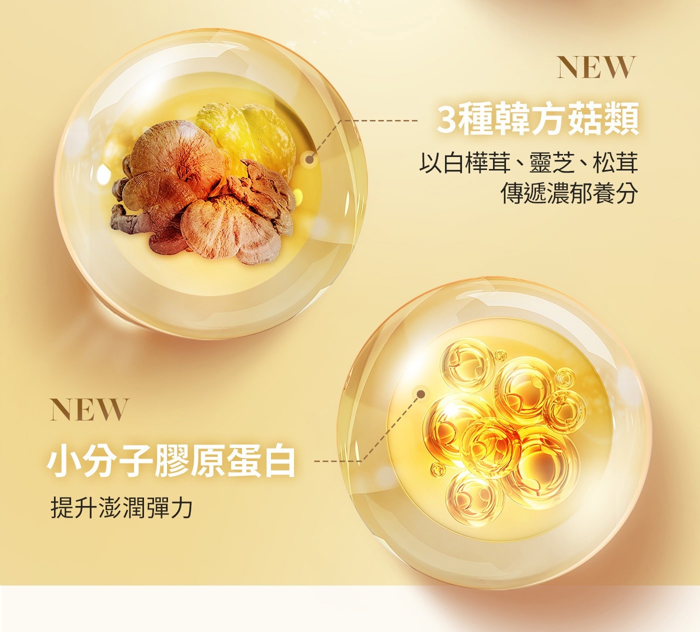 3種韓方菇類以白樺茸、靈芝、松茸傳遞濃郁養分