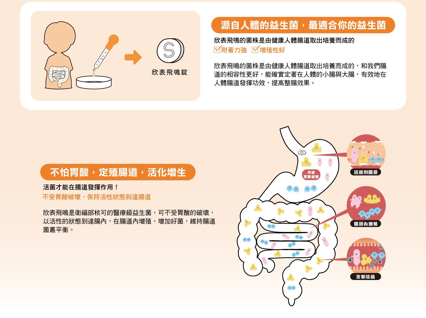源自人體的益生菌,最適合你的益生菌 欣表飛鳴的菌株是由健康人體腸道取出培養而成的 附著力強 增殖性好 欣表飛鳴錠 欣表飛鳴的菌株是由健康人體腸道取出培養而成的,和我們腸 道的相容性更好...