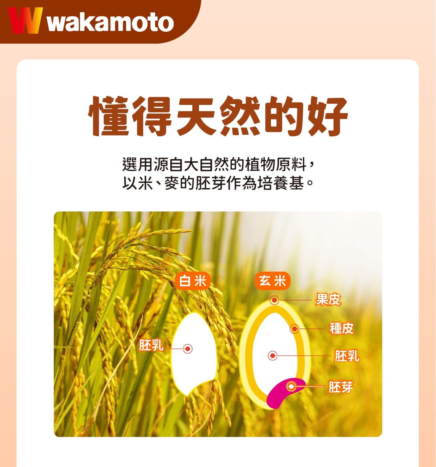 Vwakamoto懂得天然的好選用源自大自然的植物原料,以米、麥的胚芽作為培養基。【胚乳白米玄米果皮種皮胚乳胚芽