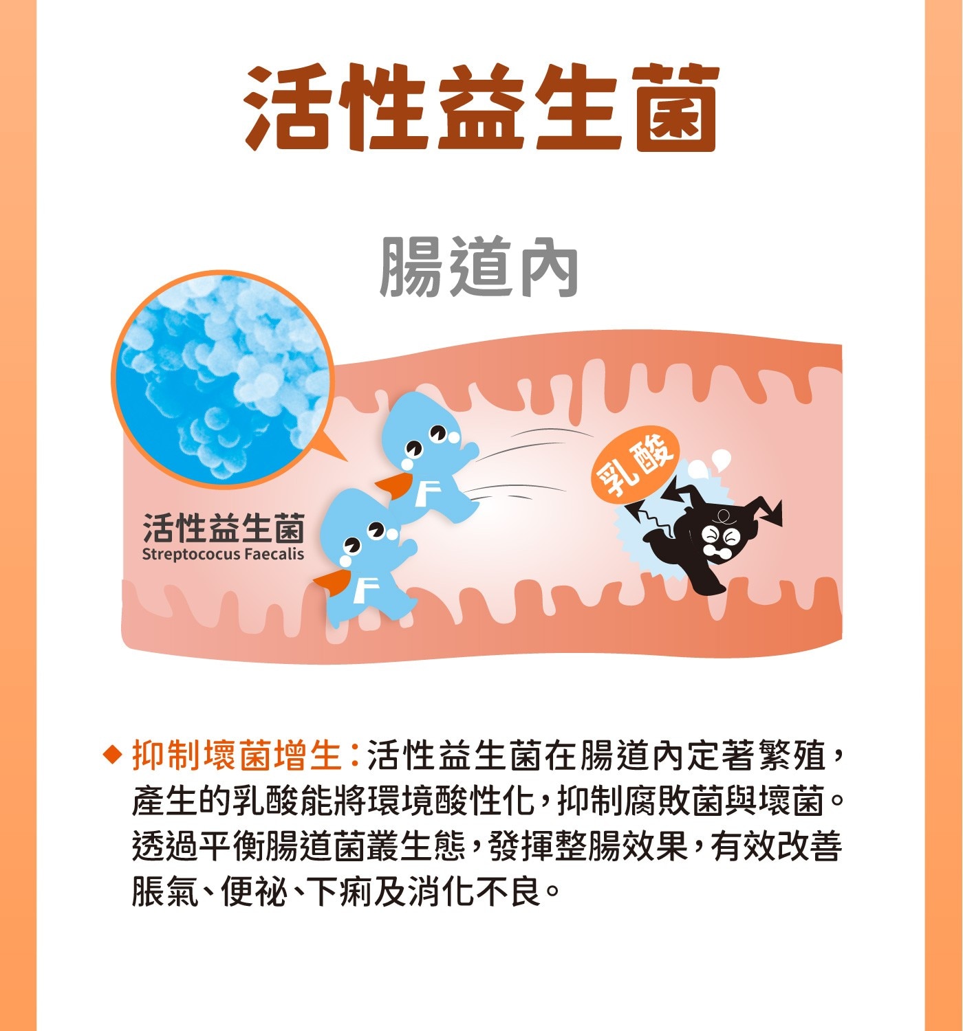 活性益生菌腸道內FStreptococusFaecalis心乳酸♦抑制壞菌增生:活性益生菌在腸道內定著繁殖,產生的乳酸能將環境酸性化,抑制腐敗菌與壞菌。透過平衡腸道菌叢生態,發揮整腸效果,有效改善脹氣